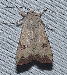 Anicla Yuqumli kasallik - Green Cutworm Moth.jpg