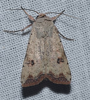 Anicla infecta – Green Cutworm Moth.jpg