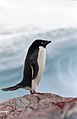 Antarctic, adelie penguin (js) 57.jpg