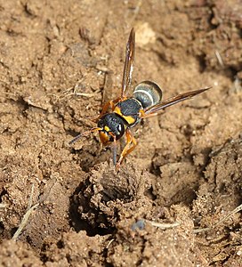 Antepipona sp. building a nest