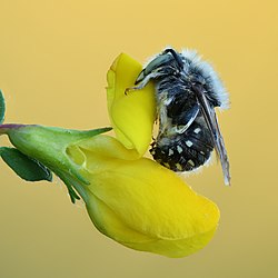 Anthidium punctatum (side view) - Kulna.jpg