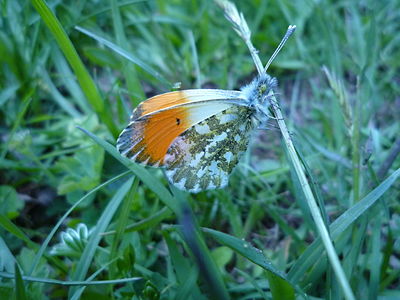 Anthocharis cardamines