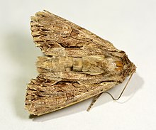 Apamea monoglypha - Keila.jpg