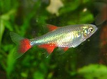 Aphyocharax anisitsi (Aphyocharacinae)