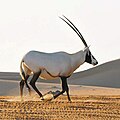Arabische oryx, uit de onderfamilie Hippotraginae