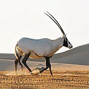 Oryx Oryx leucoryx (Hippotraginae)