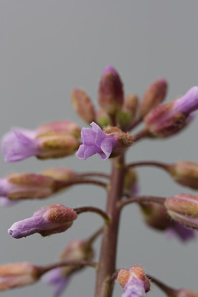 File:Arabis sparsiflora 4335.JPG