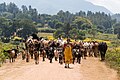 An elderly couple with their goats and cows on their way home