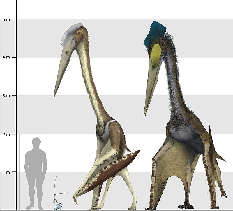 Tips lanthanum zero File:Arambourgiania, Nyctosaurus and Quetzalcoatlus scale.jpg - Wikimedia  Commons