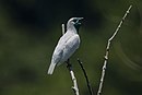 aves De Argentina