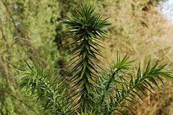 Araucaria angustifolia (2943647465).jpg