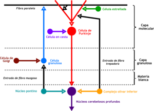 Cartoon representation of the neural connections that exist between the different types of neurons in the cerebella cortex. Including Purkinje cells, granule cells and interneurons.