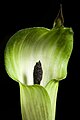 Arisaema clavatum