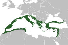 Arisarum vulgare distribution map.svg