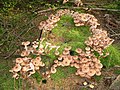 Armillaria mellea.