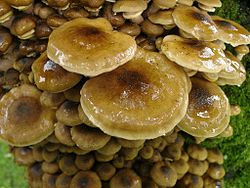 Harilik külmaseen (Armillaria mellea)