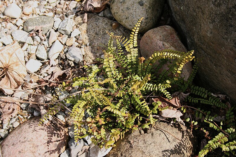 File:Asplenium-trichomanes-habitus.jpg