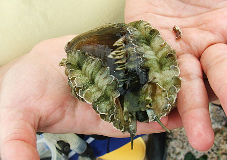 Ass’s ear abalone (Haliotis asinina) S01.jpg