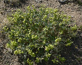 Astragalus lentiginosus 8.jpg