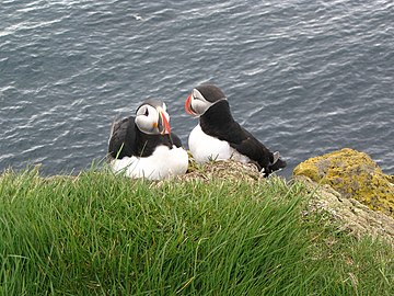 Látrabjarg, Island