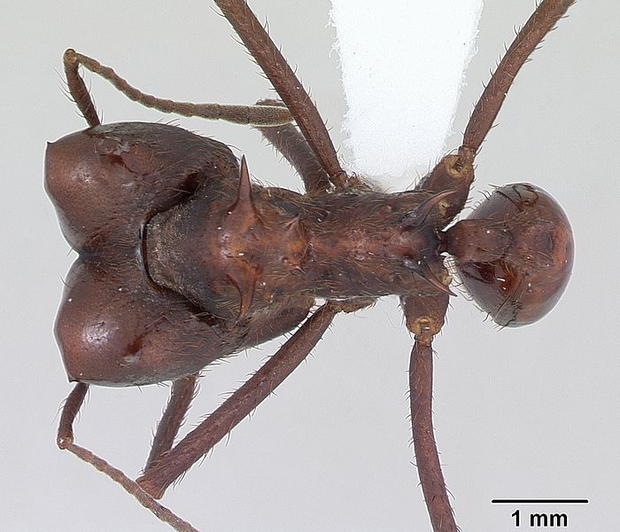 File:Atta saltensis casent0173814 dorsal 1.jpg