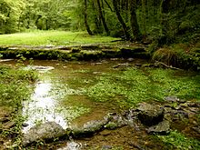 La sorgente dell'Aube, presso Praslay, nella foresta di Auberive