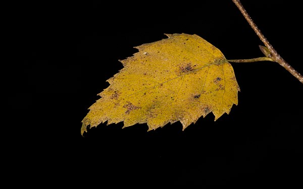 Autumn leaf of the Silver Birch, touched by a sunbeam penetrating the forest canopy.