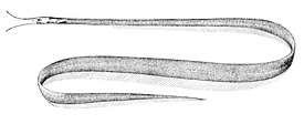 Угорь-клюворотка (Avocettina infans)