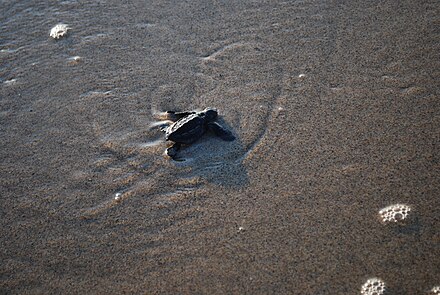 A leatherback turtle hatchling makes its way to the open ocean.