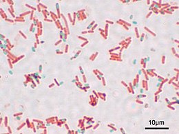 A preparation of Bacillus subtilis showing endospores stained with malachite green (vegetative cells stained pink with safranin counterstain) Bacillus subtilis Spore.jpg