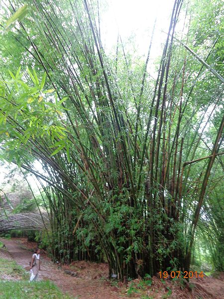 File:Bambusa vulgaris at veluppadam.JPG