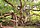 Banyan Tree at Ranthambore National Park.jpg