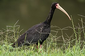 Bare-faced Ibis (Phimosus infuscatus).jpg