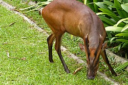 Barking Deer (Muntiacus muntjak) (8752524187).jpg
