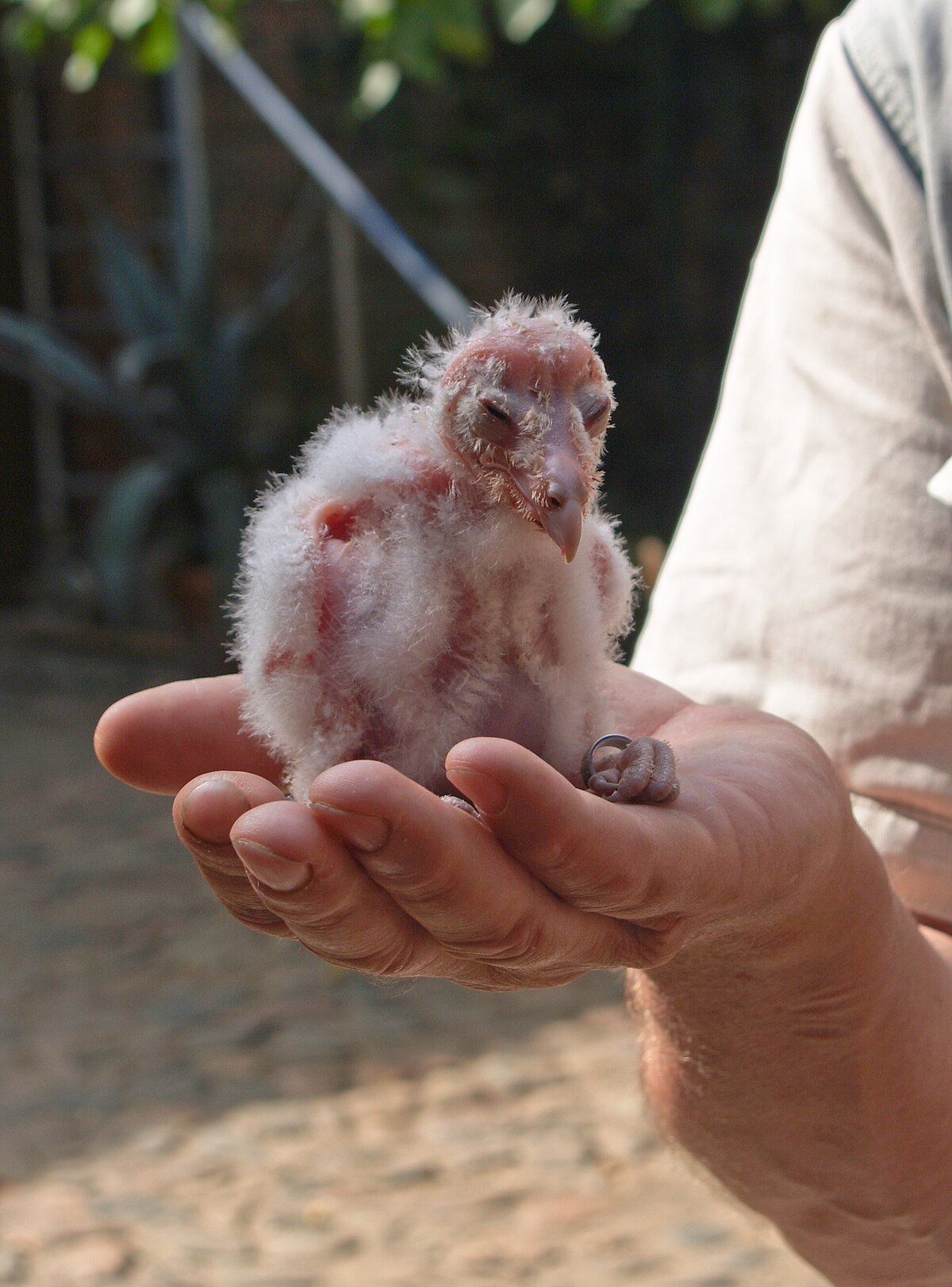 File Barn Owl Chick Jpg Wikimedia Commons