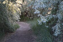 Trail on Bateman Island