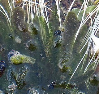 <i>Batophora oerstedii</i> Species of alga