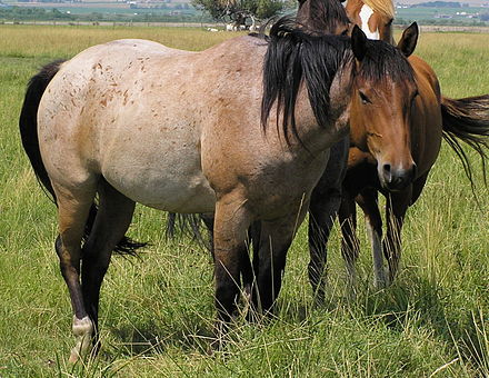 Bay Roan with corn marks