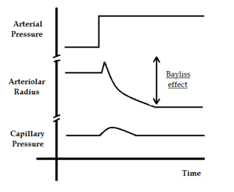 The importance of the Bayliss effect in maintaining a constant capillary flow independently of variations in arterial blood pressure Bayliss effect.png