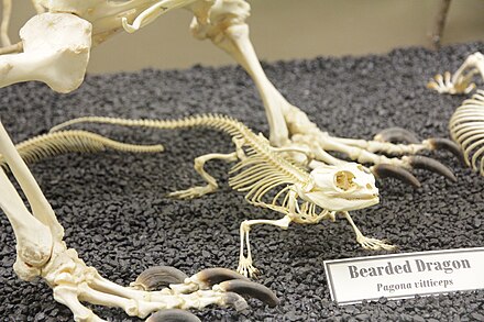 Bearded dragon (pogona) skeleton on display at the Museum of Osteology