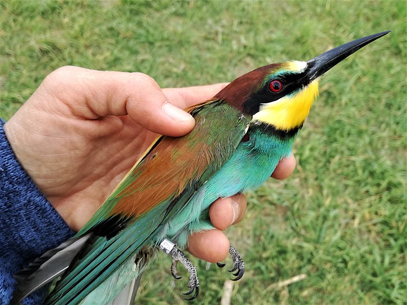 File:Bee-eater at bird ringing, Ventotene 01.jpg