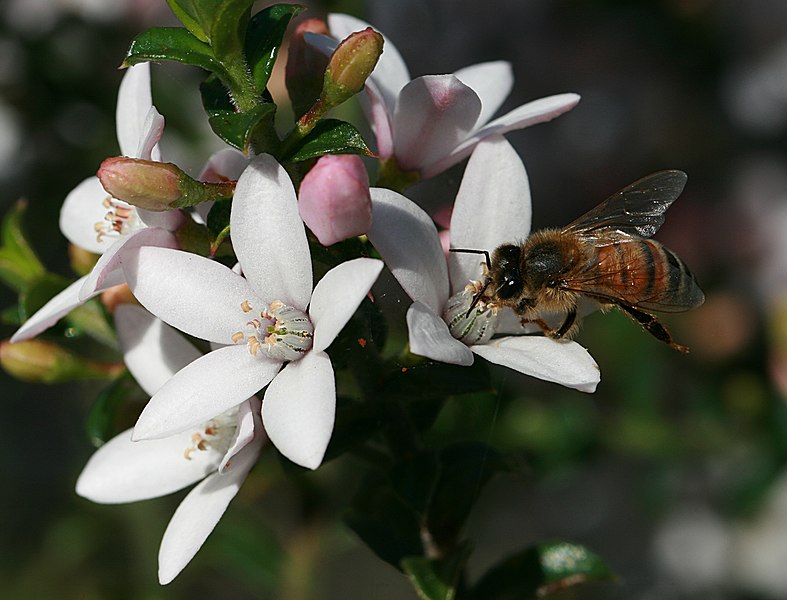 File:Bee on Sydney wildflower.jpg