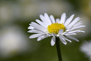 Harilik Kirikakar: Taimeliik