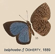 BelphoebeDoherty1889OD.jpg