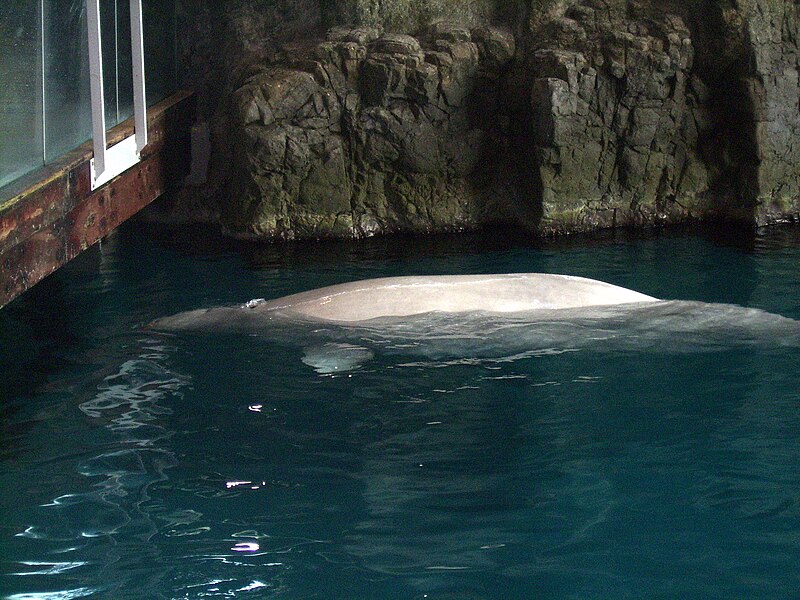 File:Beluga at Shedd Aquarium (2638996441).jpg