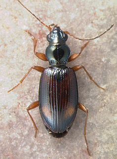 <i>Bembidion scopulinum</i> Species of beetle