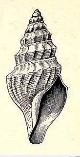 <i>Benthomangelia antonia</i> Species of gastropod