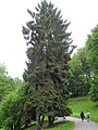 image=https://commons.wikimedia.org/wiki/File:Bergpark_Wilhelmshöhe_-_Baum_345a_2019-05-30.JPG