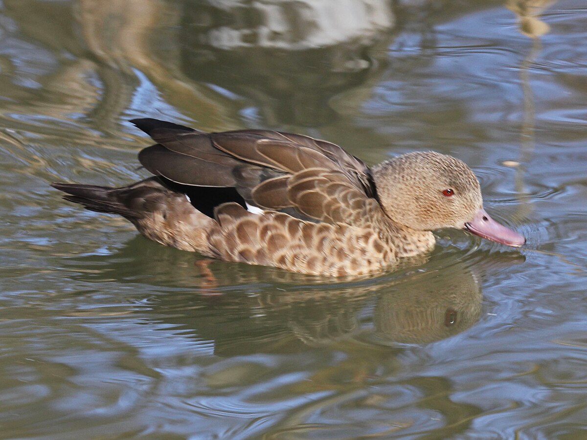 Bernier's Teal RWD.jpg