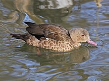 At Sylvan Heights Waterfowl Park, North Carolina Bernier's Teal RWD.jpg